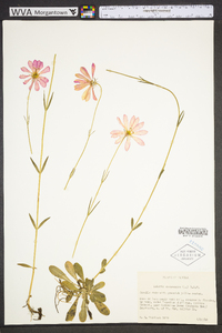 Sabatia dodecandra image