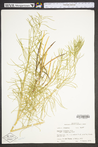 Amsonia ciliata image