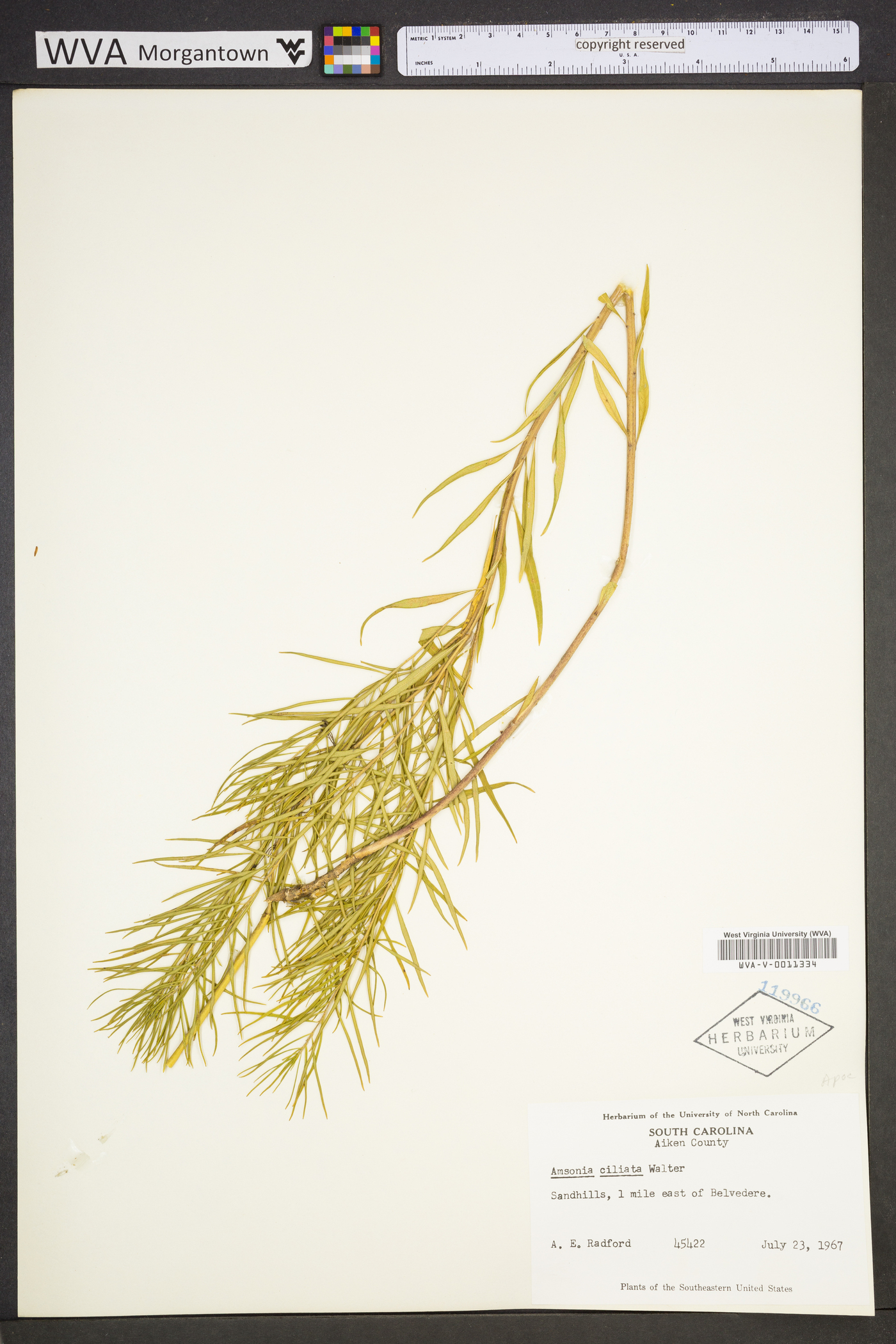 Amsonia ciliata image