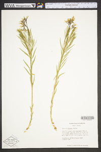 Amsonia ciliata image