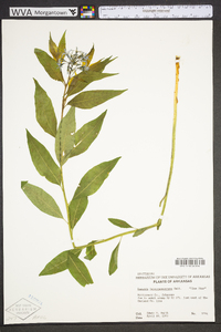 Amsonia tabernaemontana image