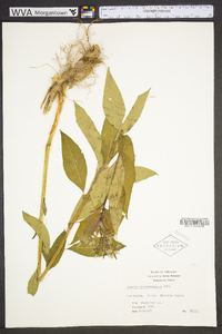 Amsonia tabernaemontana image