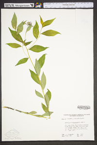 Amsonia tabernaemontana image