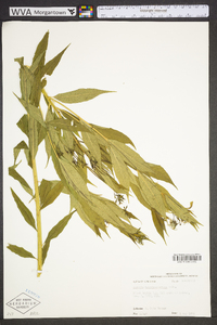 Amsonia tabernaemontana image