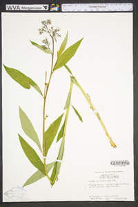 Amsonia tabernaemontana image