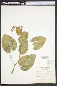 Asclepias humistrata image