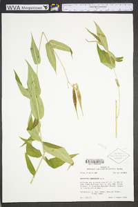 Asclepias lanceolata image