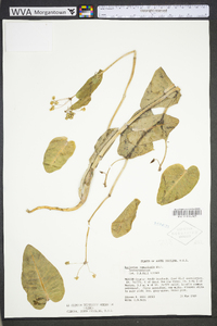 Asclepias humistrata image