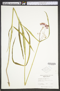 Asclepias lanceolata image