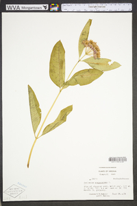 Asclepias purpurascens image