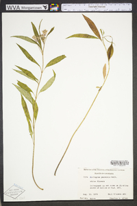 Asclepias perennis image