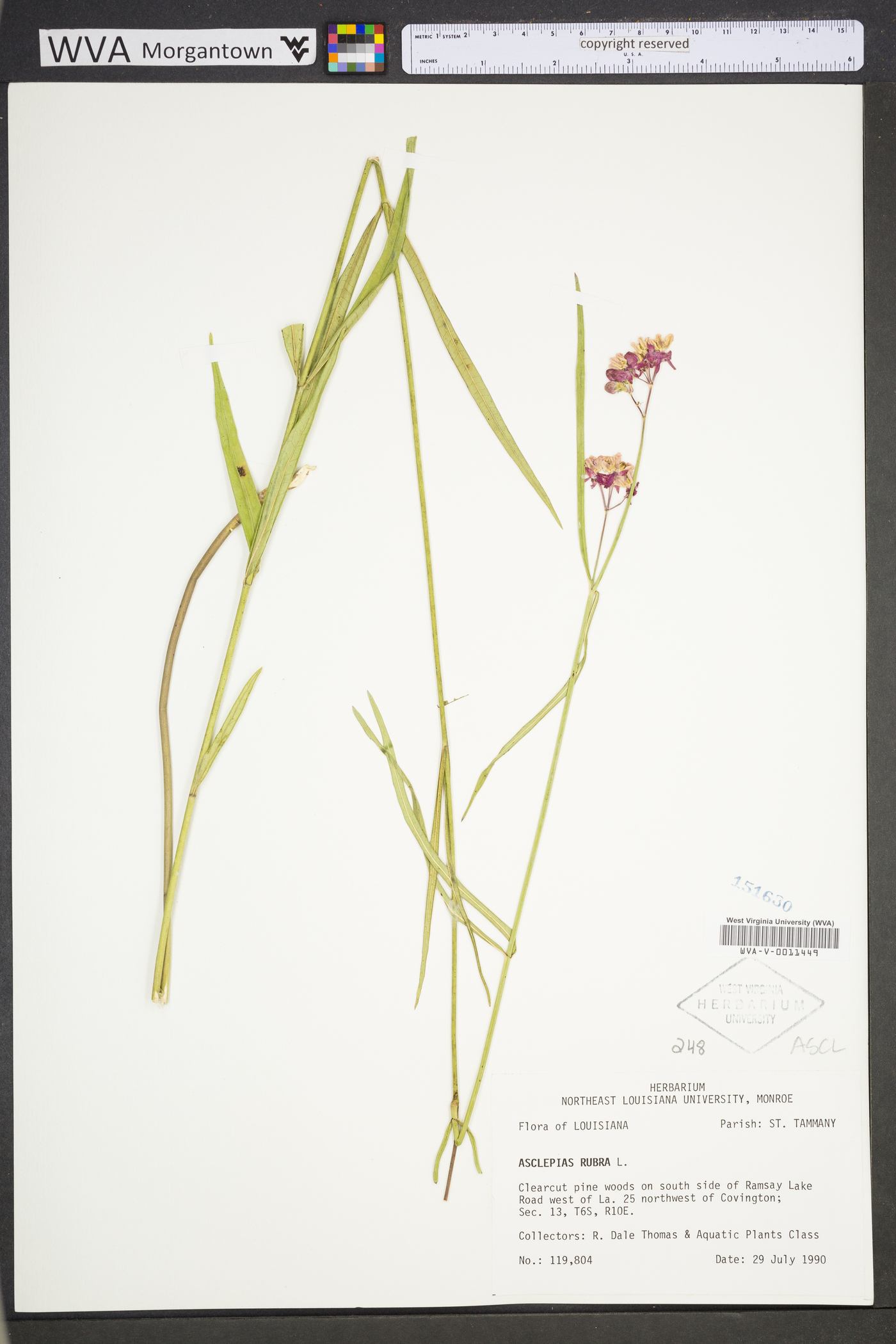 Asclepias rubra image