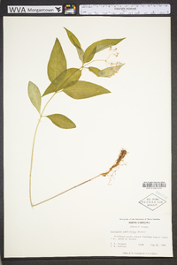 Asclepias quadrifolia image