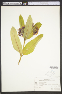 Asclepias syriaca image