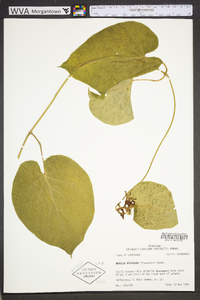 Matelea decipiens image