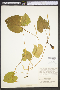 Ipomoea turbinata image