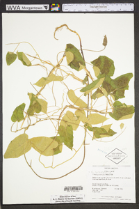 Calystegia catesbeiana image