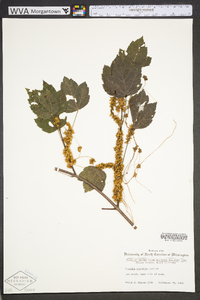 Cuscuta compacta image