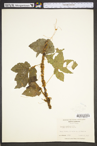 Cuscuta compacta image