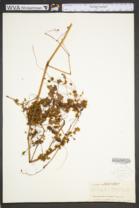 Cuscuta gronovii image