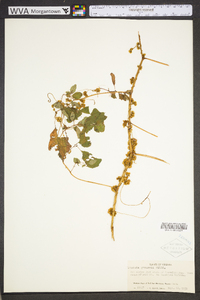 Cuscuta gronovii image