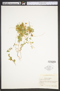 Cuscuta pentagona image