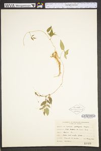 Cuscuta pentagona image