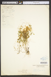 Cuscuta pentagona image