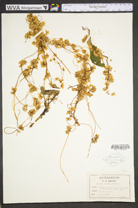 Cuscuta rostrata image