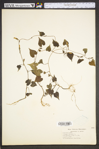 Ipomoea lacunosa image