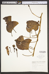 Ipomoea pes-caprae image