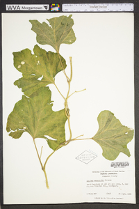 Ipomoea macrorhiza image