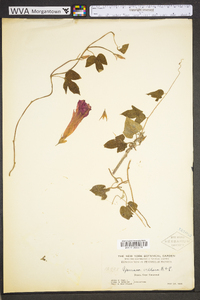 Ipomoea argentea image