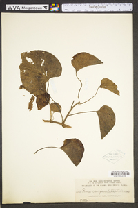 Stictocardia tiliifolia image