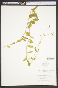 Stylisma humistrata image