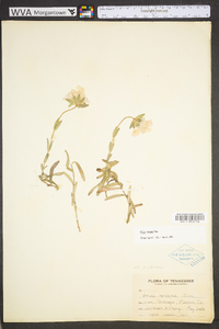 Phlox amoena image