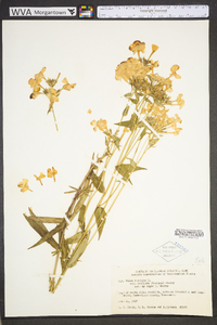 Phlox glaberrima image