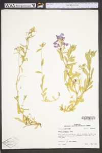 Phlox drummondii image