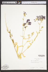 Phlox drummondii image