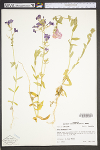 Phlox drummondii image