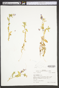 Phlox drummondii image