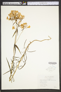 Phlox glaberrima image