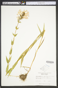 Phlox maculata image