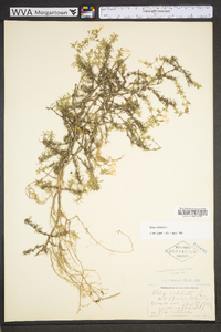 Phlox subulata image