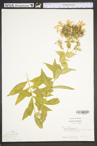 Phlox paniculata image