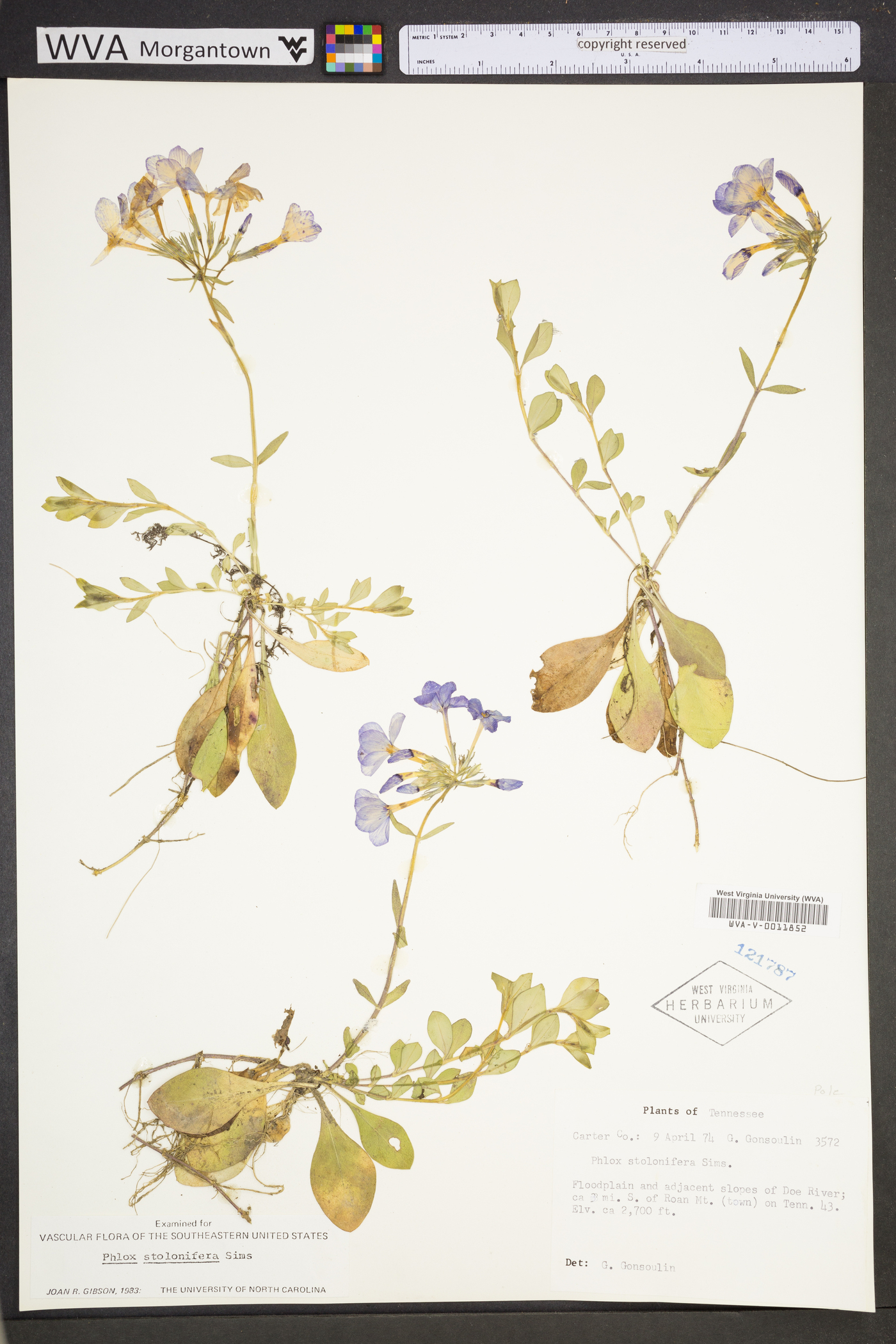 Phlox stolonifera image