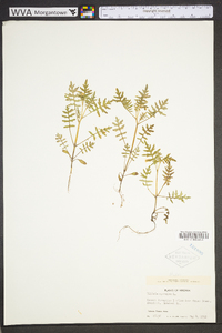 Ellisia nyctelea image