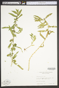 Hydrolea uniflora image