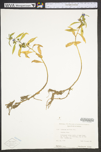 Hydrolea uniflora image