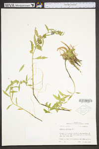 Hydrolea uniflora image